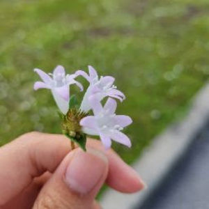 Meet your Posher, Amelia